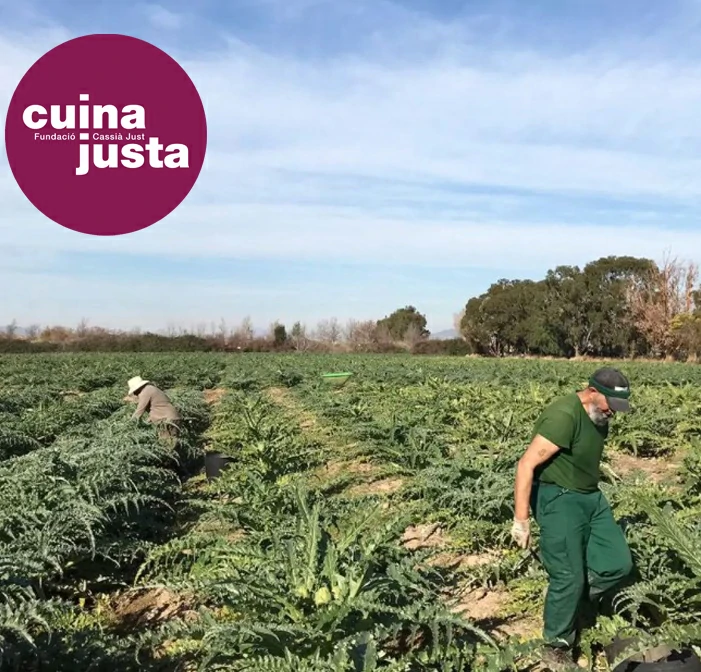 Dos personas trabajando en un campo de alcachofas del Prat de Llobregat, una iniciativa social y ecológica de Cuina Justa de la Fundacio Cassia Just